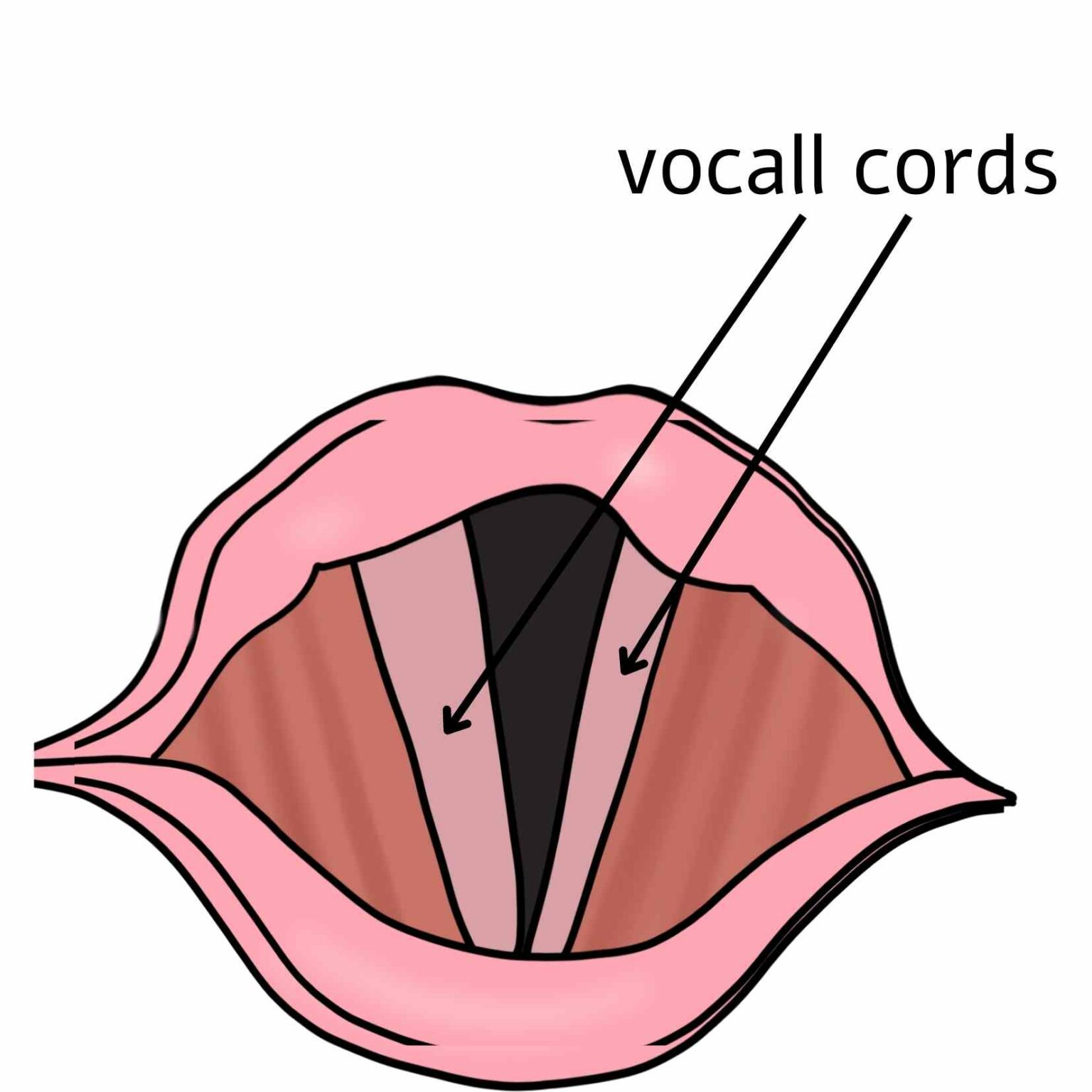 What Is The Function Of Vocal Cords? The Singing Voice