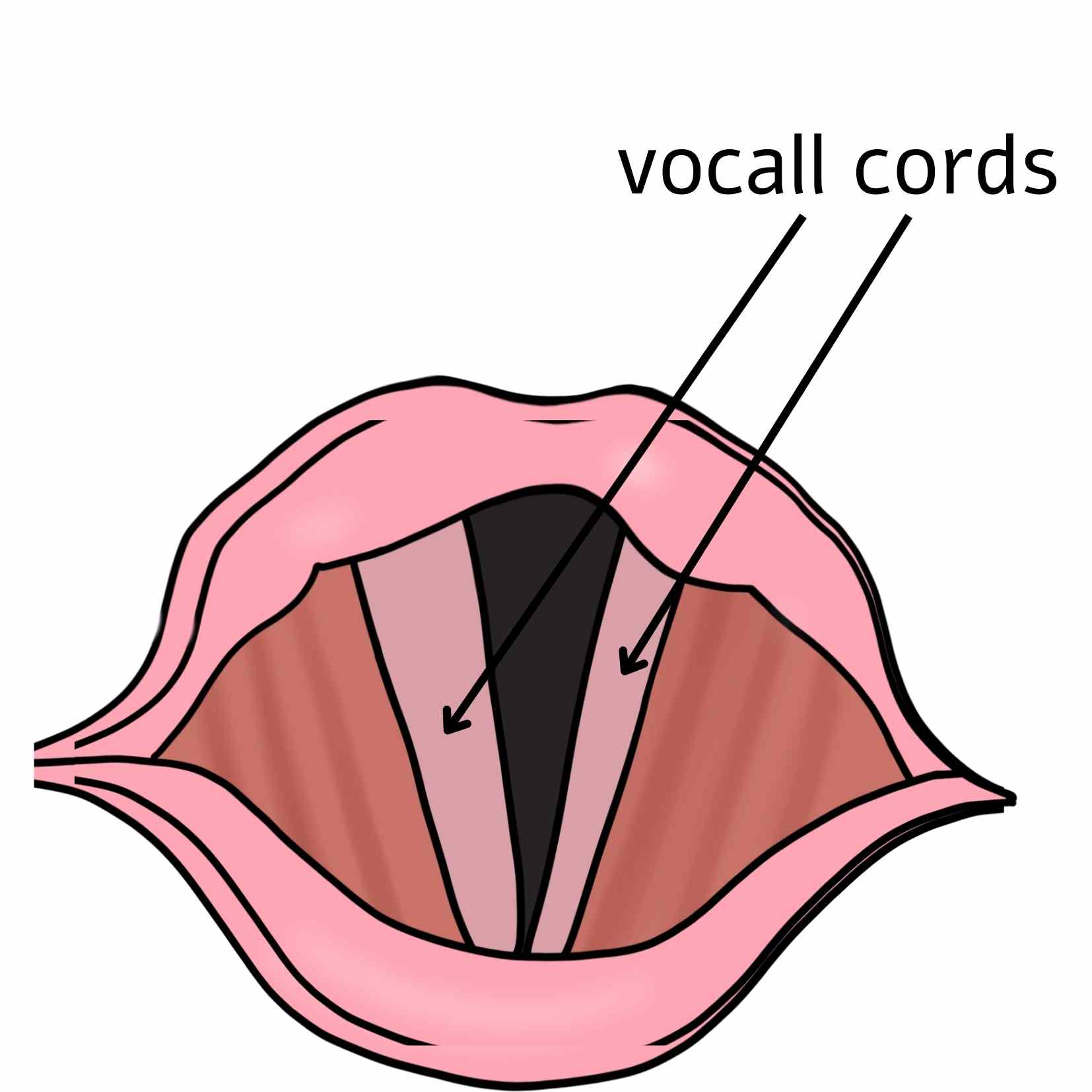 what-is-the-function-of-vocal-cords-the-singing-voice